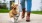 a dog on a leash